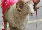🐑 KURBAN BAYRAMI’NDA ETİN SAKLAMA KOŞULLARI