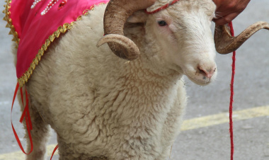 🐑 KURBAN BAYRAMI’NDA ETİN SAKLAMA KOŞULLARI