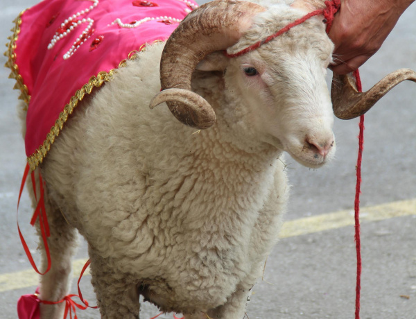 🐑 KURBAN BAYRAMI’NDA ETİN SAKLAMA KOŞULLARI
